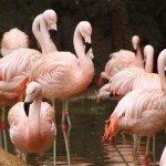 Flamingos at Zoo Atlanta