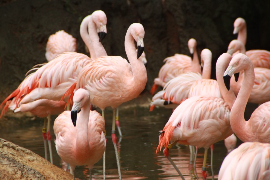 Flamingos at Zoo Atlanta